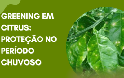 GREENING EM CITRUS: PROTEÇÃO NO PERÍODO CHUVOSO